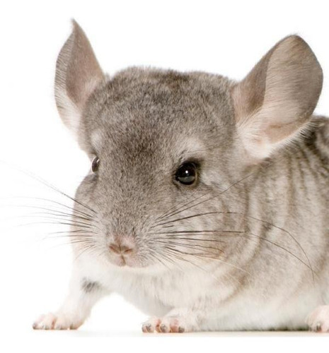 Abene Propiel Arena Cama Baño Chinchillas Marmolina 1 Kg