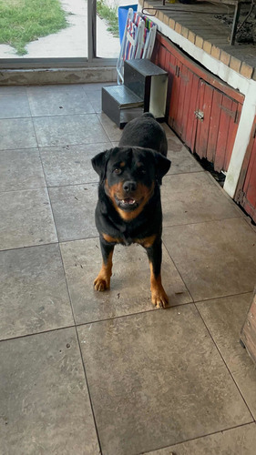Imagen 4 de 5 de Cachorros Rottweiler