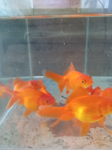 Carassius Golfish 10 Cm Peces Agua Fria Acuario Estanques