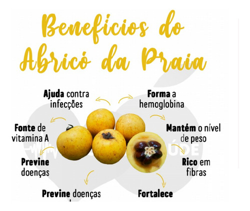 Kit Com 20 Sementes De Abricó Da Praia P/ Plantio