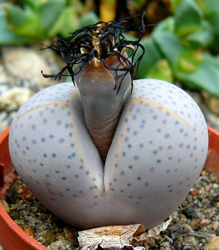 Sementes Cacto Pedra Lithops Dinteranthus Wilmotianus
