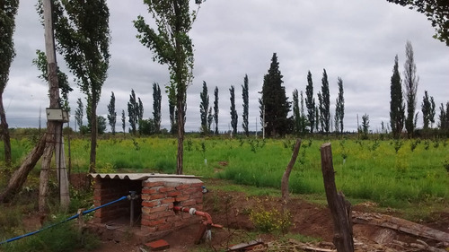 Venta Lote Campo Casa Mendoza General Alvear Bowe