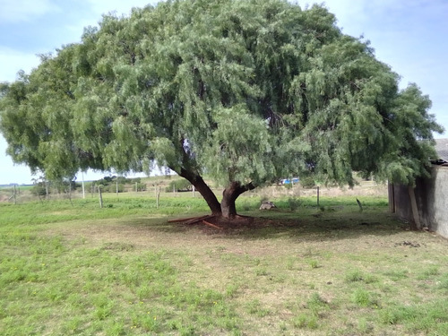 Campo Agrícola Ganadero En Canelones