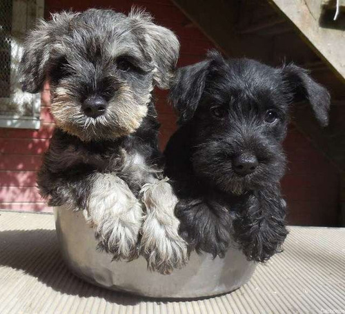 Cachorro Schnauzer Mini. Estancia La Nicola 09