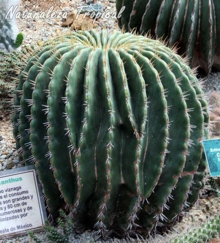 Semillas Cactus - Echinocactus Visnaga