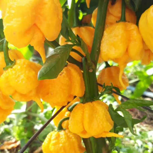 1000 Semillas De Chile Carolina Reaper Amarillo