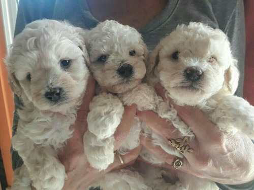 Cachorros Caniche Toy!!!!! Cuidados En Familia