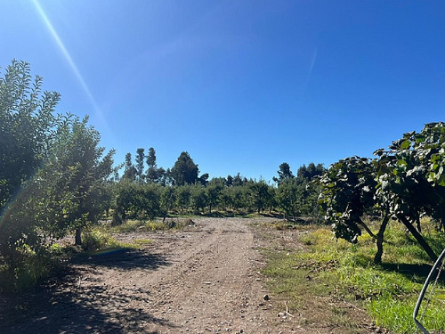 Predio De 30 Ha, Producción Kiwis