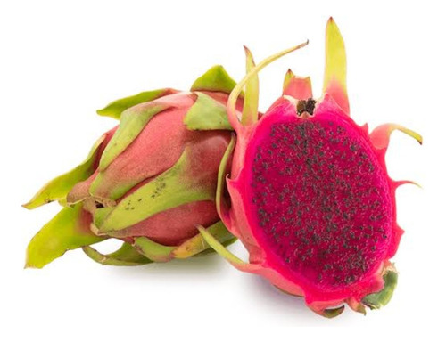 Esquejes Y Planta De Pitahaya