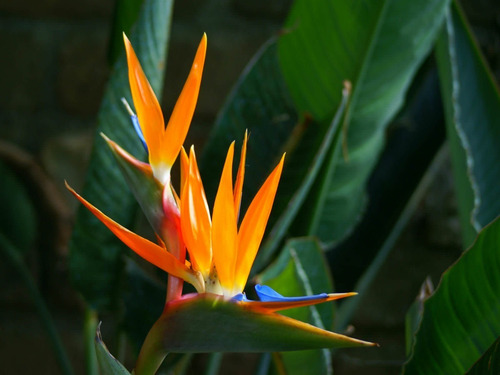 Strelitzia Reginae (ave Del Paraíso, Flor Del Pajaro) 30lts