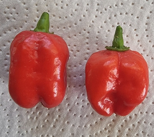 Semillas Aji Picante: Chile Naglah Beast