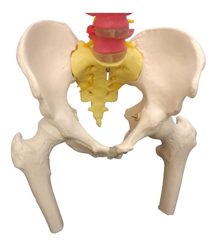 Imagem 4 de 8 de Coluna Vertebral Colorida Flexível C/ Cabeça Do Femur + Base