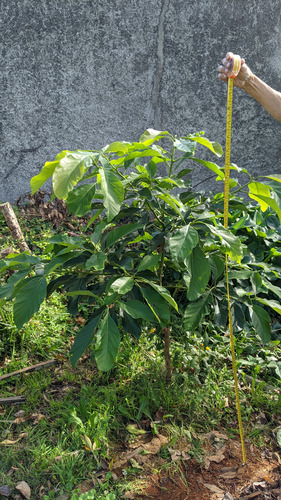 Árbol De Palta Criolla 1.5m 150cm