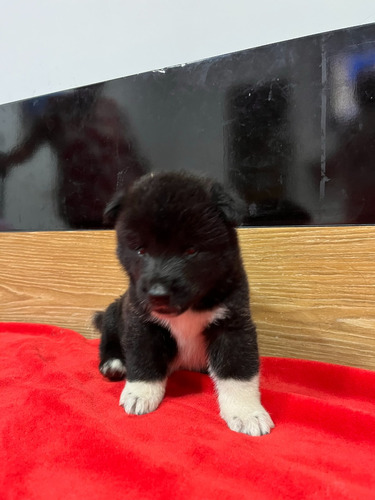 Akita Americano Cachorro Disponible