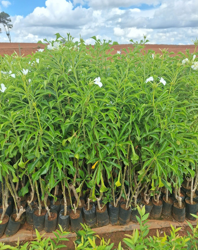 Muda De Jasmin Do Caribe - Floresce O Ano Todo De 70 Á 90cm