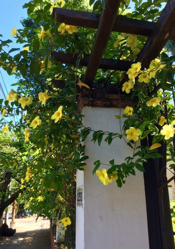 2 Plantas Enredadera Alamanda Copa De Oro (Usado)