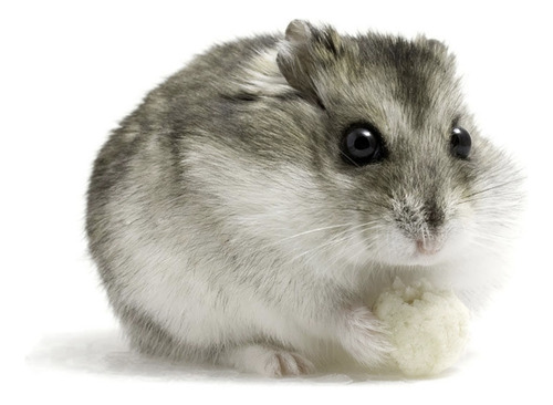 Hámster Ruso Mascota