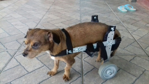 Cadeira De Rodas Para Cachorro/cães Tamanho P2 Leia Anúncio