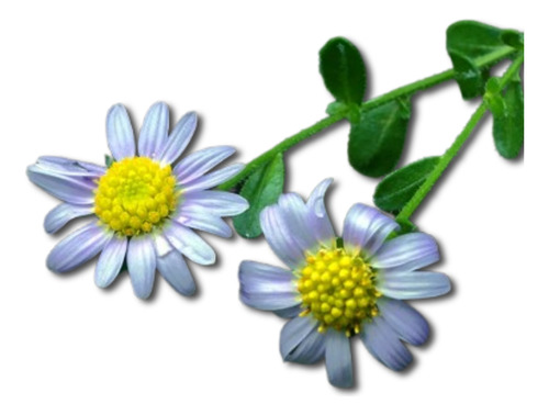 Muda Aster Indicus - Perene Branca