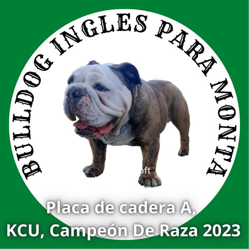 Imagen 2 de 5 de Bulldog Ingles Macho Para Monta O Inseminación.