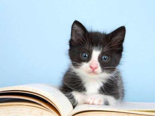 Gato Tuxedo
