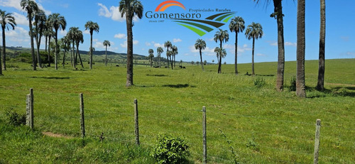 Rocha 277 Has Buen Campo Ganadero Forestal Costa De Arroyo Sobre Camino Vecinal A 10 Km Ruta 9
