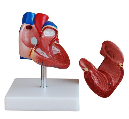Imagen 2 de 5 de Modelo De Corazón Tamaño Natural, Disectible En 2.