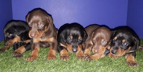 Preciosos Cachorros Doberman Sepia Y Golondrinos