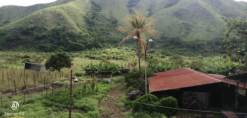 Imagen 23 de 24 de Se Vende Finca En Guayabita Turmero Estado Aragua/yessika Berrios 04249155109
