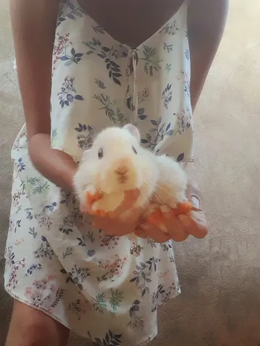 Animais Exótico - Coelho Nova Zelândia