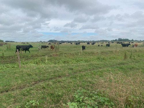 Imagen 5 de 12 de Campo En Venta En Punta Indio - Dacal Bienes Raices