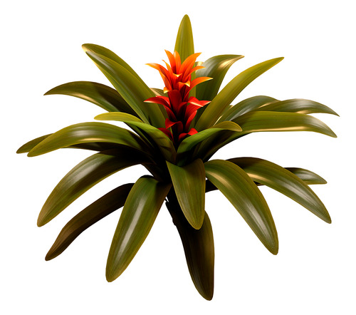 Plantas Ornamentales De Bromelias Imperiales Para Jardín
