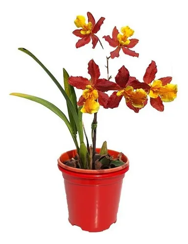 comprar Kit 5 Orquídeas Oncidium Misto E Afins.