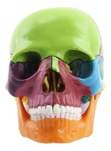 Cráneo Humano Anatomía Modelo 1:2 Tamaño 15 Partes Cuerpo