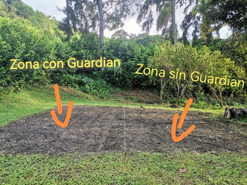 Imagen 3 de 9 de Limpia Maíz Guardian Mata Maleza Selectivo