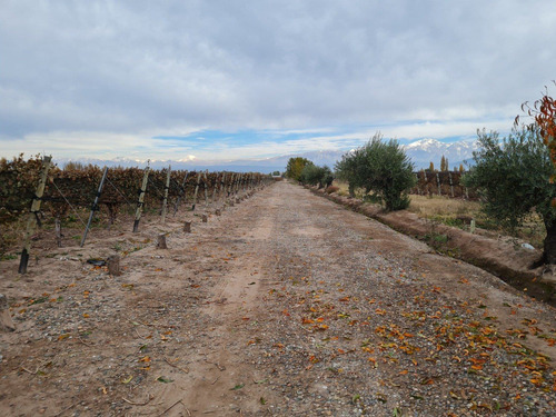 Imagen 8 de 13 de Agrelo, Cochabama - 15,7 Has