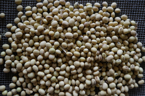 Semillas Orgánicas Soya Huasteca 200
