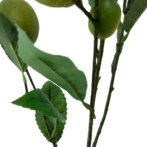 Galho Com Mini Limão Tahiti Verde
