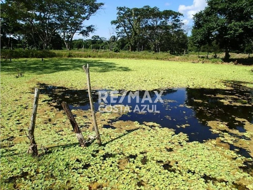 Remax Vende Finca De 80 Hectáreas A Desarrollar Precio De Oportunidad, Sector Riecito, Estado Falcon.