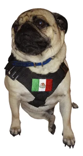 Accesorios Para Perros Pug | MercadoLibre 📦