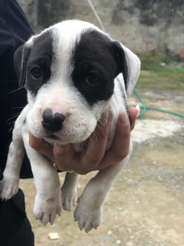 Imagem 4 de 5 de Vende-se Filhotes De Cachorros Pitbull