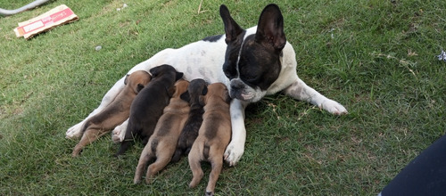 Cachorros Bulldog Francés Puros..!! 