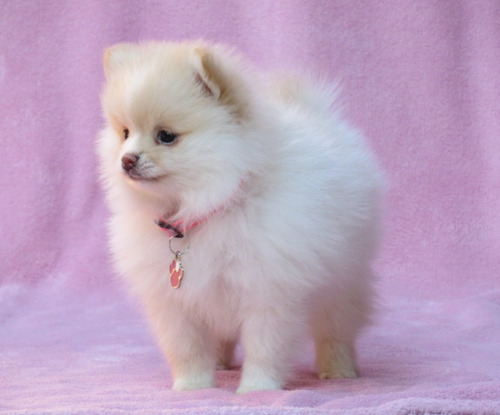Lulu Da Pomerania Femea Linda Filhote Spitz Alemao