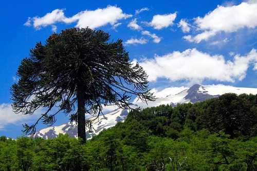 Araucaria Araucana 20 Cm Gratis Solo A Rm A Region Por Pagar