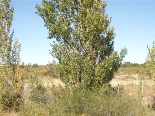 Imagen 7 de 11 de Ideal Inversores - 5000m2 En Venta - Dina Huapi