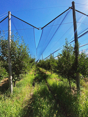 Finca Premium De Ciruelas Dagen Con Infraestructura De Alta Tecnología Cuadro Benegas San Rafael