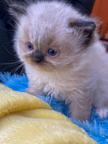 Gatos Ragdoll Super Hermoso 