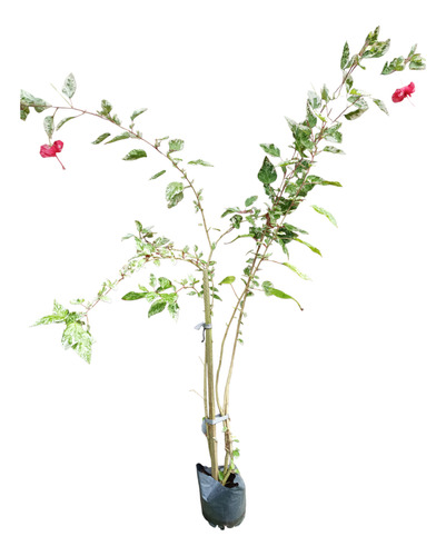 Planta Hibiscus Envío Gratis