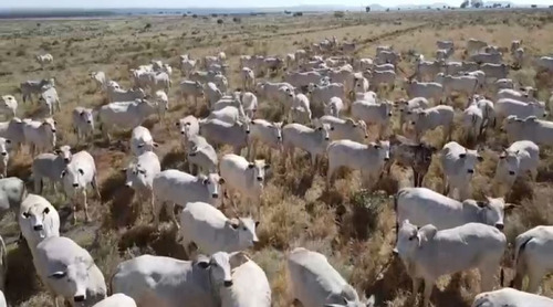 Imagem 12 de 14 de Fazenda De Grande Extensão Dupla Aptidão Para Venda Na Região De Campo Grande-ms, Com 4.742 Hectares, Montada Pecuária, Rica Em Agua, Pista Pouso - Fa00399 - 70075944