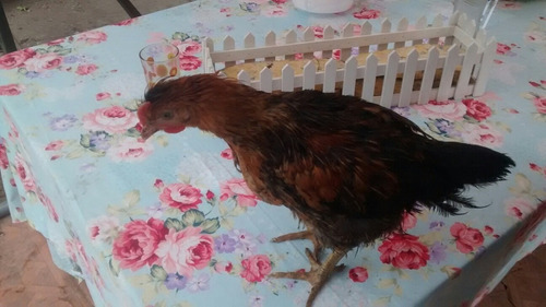 Gallina Ponedora